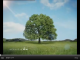 Trees and Global Warming