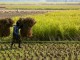 Small Farmer - IRRI images @ Flickr