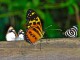 Butterflies - Marissa Strniste @ Flickr