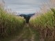 Sugarcane Fields - Jennifrog @ Flickr