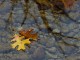 Leaves on water -  www.public-domain-image.com