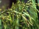Rice plant - Public Domain Image