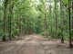 Teak plantation - UNEP