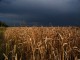 Wheat - Mykola Swarnyk @ Fotopedia