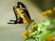 Butterfly - fmc.nikon.d40 @ Flickr
