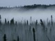 Misty forest - Public Domain Image