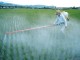 Spraying pesticides - Bikyamasr