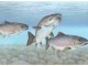 Atlantic Salmon Fish - Public Domain Images