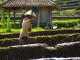 Bali farmer - Eric Bezine - Fotopedia
