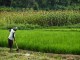 IRRI Images @ Flickr