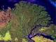 Lena River Delta - Satellite View - NASA