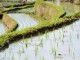 Rice field in Bali - Eric Bezine @ Fotopedia