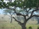 Serengeti Park Tanzania - Appenz @ Flickr