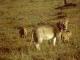 African lion with cubs - Public Domain Images