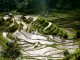 Rice terraces - Jonrawlinson @ Flickr