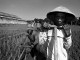 Agriculture in Indonesia - Danumurthi Mahendra