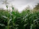 Corn field - Andrew Malone @ Flickr