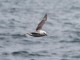 Fulmar - Lc_de @Flickr