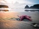 Starfish at Oregon Coast - Chris Willis @ Fotopedia