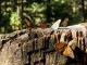 Butterflies reserve - Charles Adampol @ Flickr