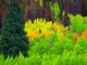 Forest - Will von Dauster - NOAA