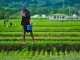 Farmer - IRRI Images @ Flickr