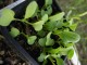 Japanese mustard spinach - Matsuyuki @ Flickr