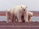 Female Polar Bear and Cubs - Public Domain Image