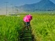 Paddy field - IRRI Images