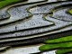 Rice terraces in Vietnam - IRRI Images