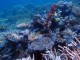 Coral Reefs at Raja Ampat - Sangeeta TNC