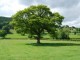 Magnificent Oak Tree - John Haynes - Geograph.org.uk