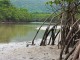 Mangrove forest - Sids1 @ Flickr