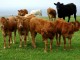 Organic farming animals - John Comloquoy @ Geograph.org.uk