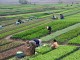 Variety farming - Archer01 @ Flickr
