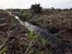 REDD Tripa Project - CIFOR