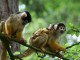 Squirrel Monkey Family - Julielangford