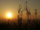 Sunrise - Public Domain Image