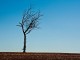 Drought in Western Australia - Phillip Capper