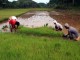 Rice planting - Bhanproud - Wikimedia Commons
