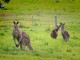 Kangaroos in the wild - Holgi