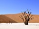 Dead trees - Pixabay
