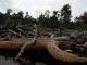 Deforestation in Central Kalimantan - CIFOR