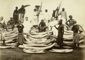 Ivory trading in 1880s - Zangaki Brothers