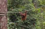 Sepilok Orangutan - Percita