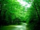 Belgrad Forest in Istanbul Turkey - Yonca