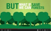 But what if we can save a forest - YouTube