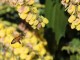 Honey bee - James De Mers