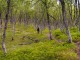 In the forest - LarsT