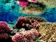 Coral reef at Palmyra - U.S. Fish & Wildlife Service